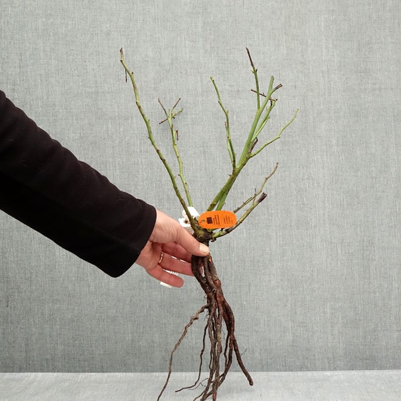 Amostra de Roseira de flor grande Camille Claudel Raízes nuas tal como entregue no inverno