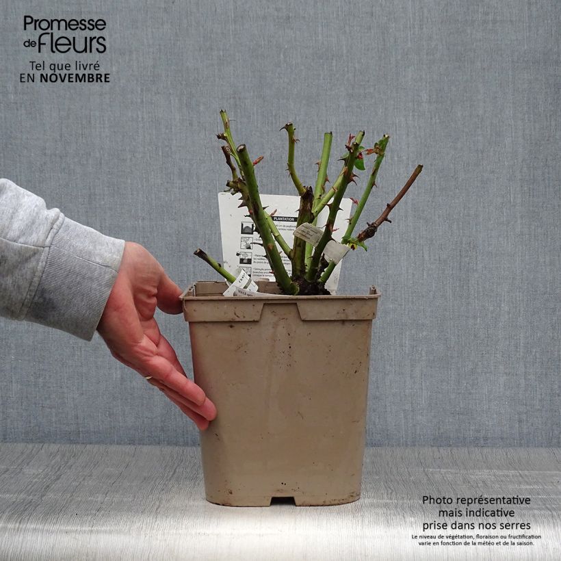 Amostra de Roseira de flor grande Camille Pissarro Vaso de 4 L/5 L tal como entregue no outono