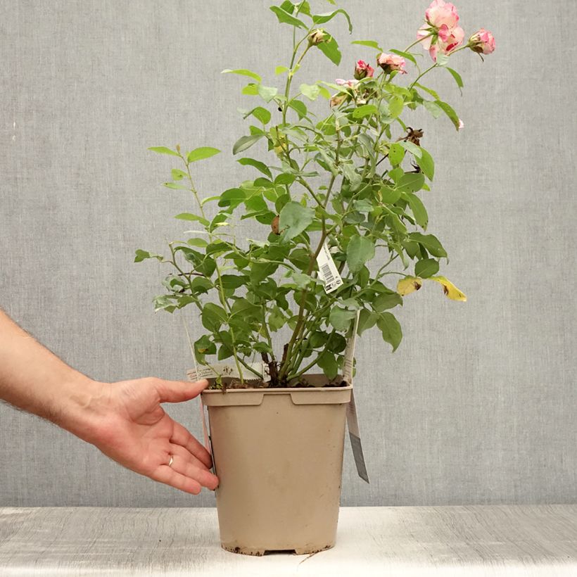 Amostra de Roseira de flor grande Camille Pissarro Vaso de 4 L/5 L tal como entregue no verão