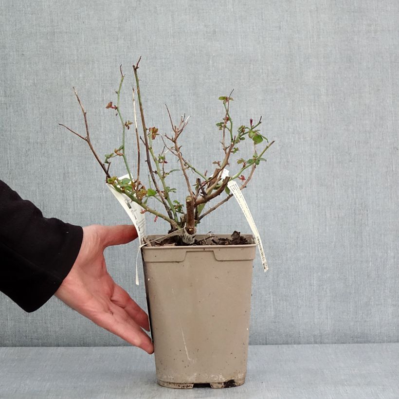 Amostra de Rosier à grandes fleurs Camille Pissarro Vaso de 4 L/5 L tal como entregue no inverno