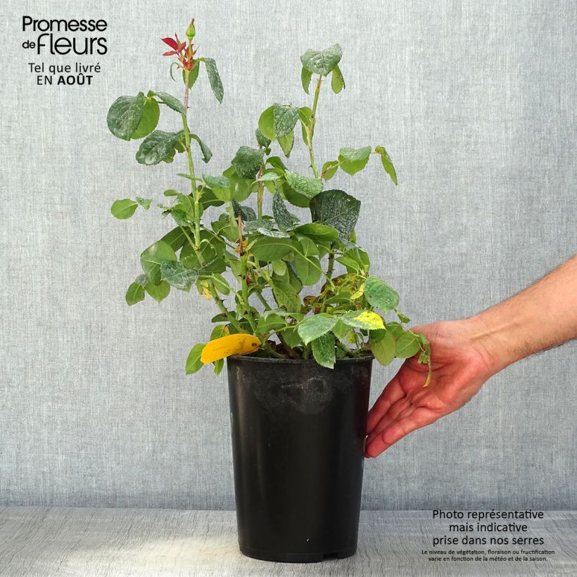 Amostra de Roseira de flor grande Candlelight Vaso de 4 L/5 L tal como entregue no verão