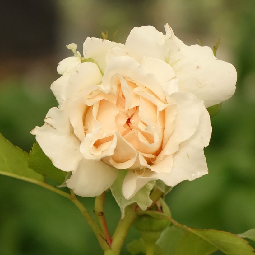 Roseira de flor grande Catherine Frot (Floração)