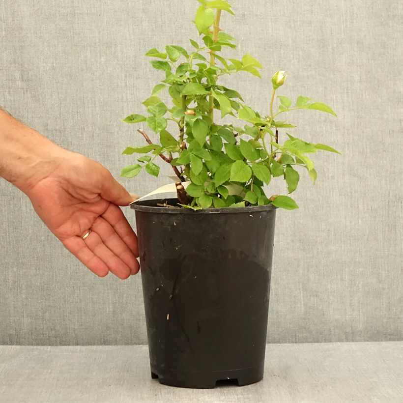 Amostra de Rosier à grandes fleurs Catherine Frot Vaso de 4 L/5 L tal como entregue no verão