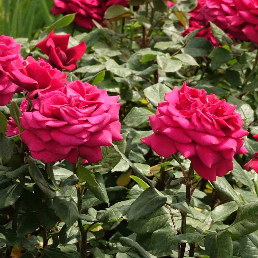 Roseira de flor grande Charlotte Rampling (Floração)