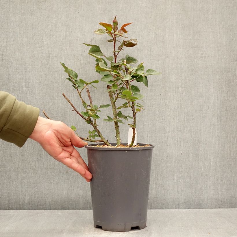 Amostra de Roseira de flor grande Charlotte Rampling Vaso de 4 L/5 L tal como entregue na primavera