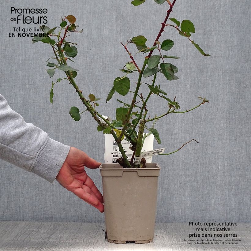 Amostra de Roseira de flor grande Chartreuse de Parme Vaso de 3 L/4 L tal como entregue no outono
