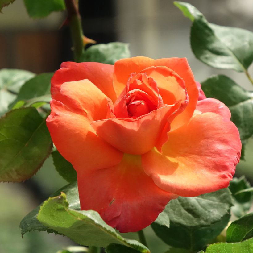 Roseira de flor grande Christophe Colomb (Floração)