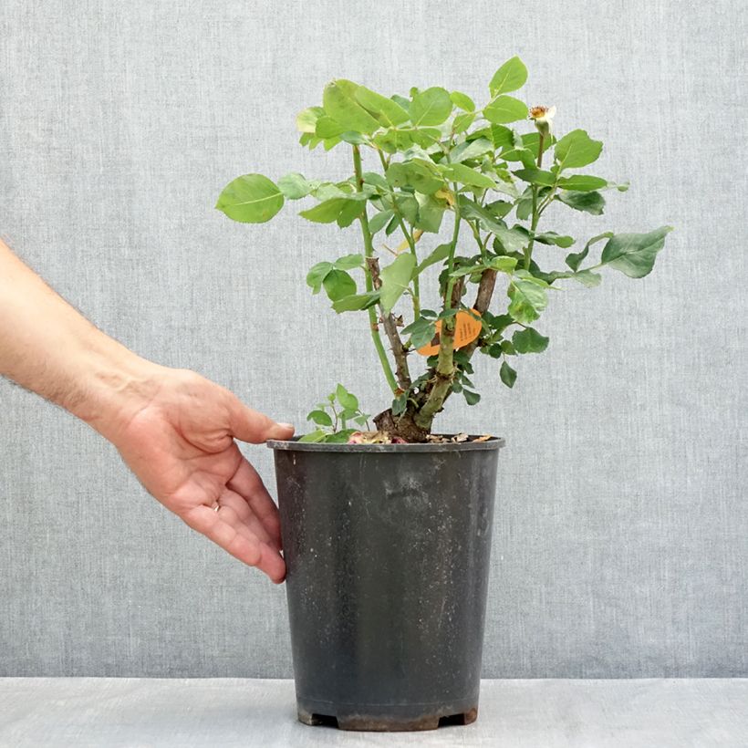 Amostra de Roseira de flor grande Christophe Colomb Vaso de 4 L/5 L tal como entregue no verão