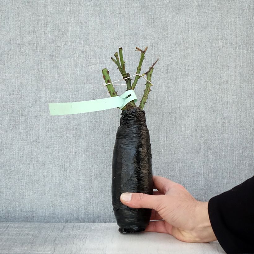 Amostra de Rosier à grandes fleurs Clair Renaissance Raízes nuas em torrão tal como entregue no inverno