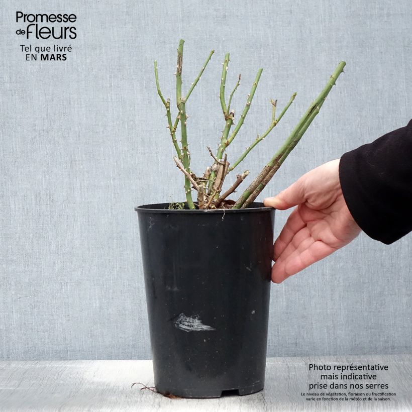 Amostra de Roseira de flor grande Liliana (Clair Renaissance) Vaso de 4 L/5 L tal como entregue na primavera