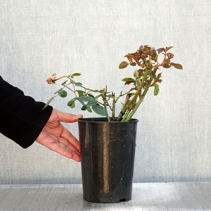 Amostra de Rosier à grandes fleurs Claire Marshall Pot de 2L/3L tal como entregue no outono