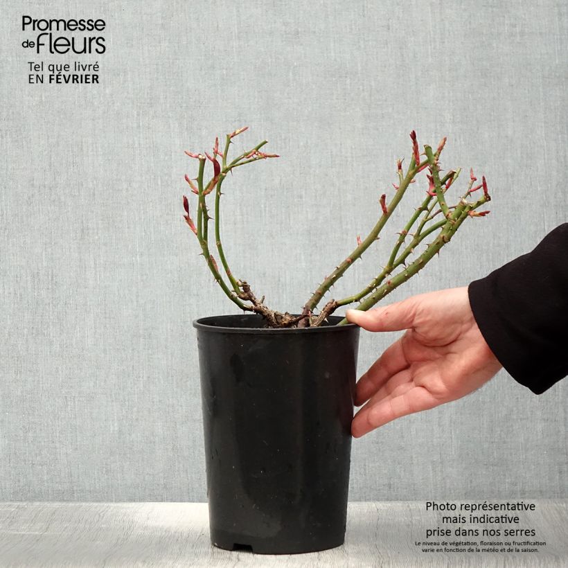 Amostra de Rosier à grandes fleurs Claire Marshall Vaso de 2 L/3 L tal como entregue no inverno