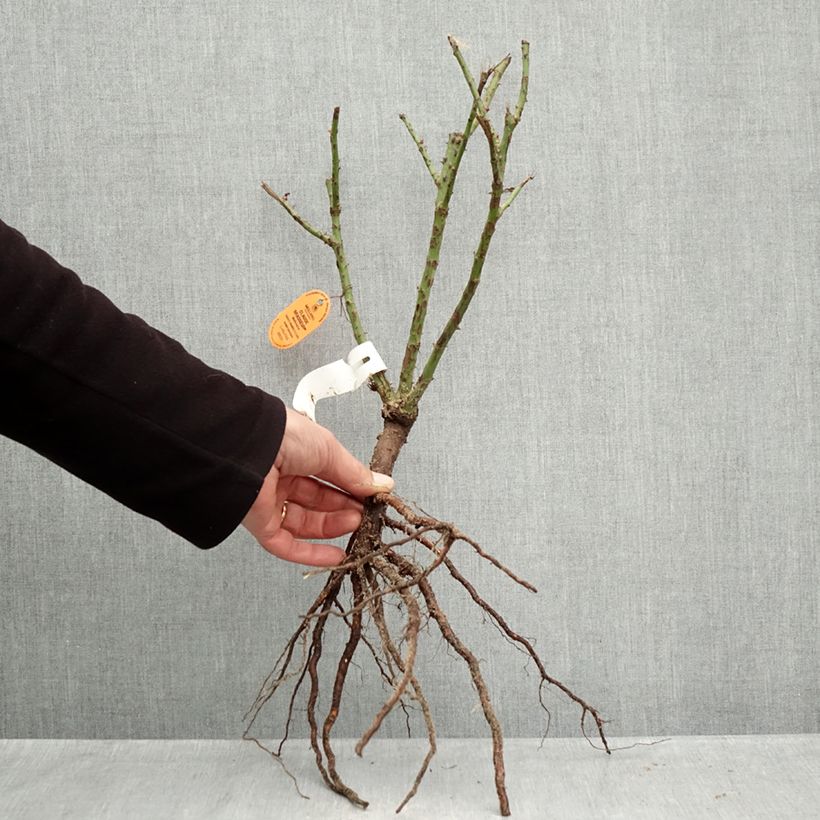 Amostra de Roseira de flor grande Claude Brasseur Raízes nuas tal como entregue no inverno