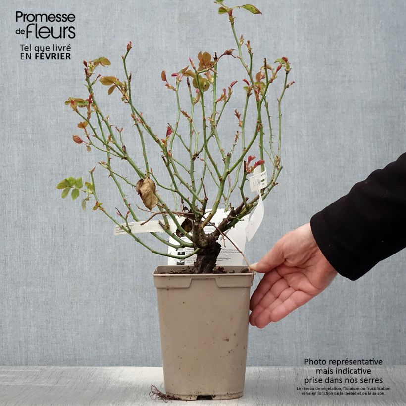 Amostra de Rosier à grandes fleurs Claude Monet Vaso de 3 L/4 L tal como entregue no inverno