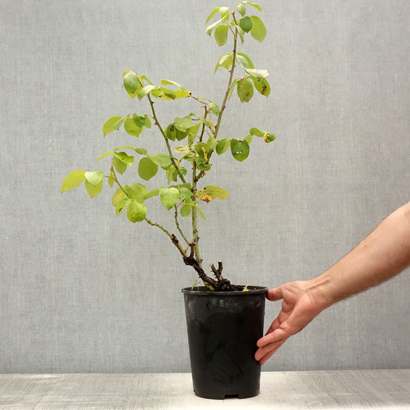 Amostra de Roseira de flor grande Eleganza Courage Vaso de 4 L/5 L tal como entregue no verão