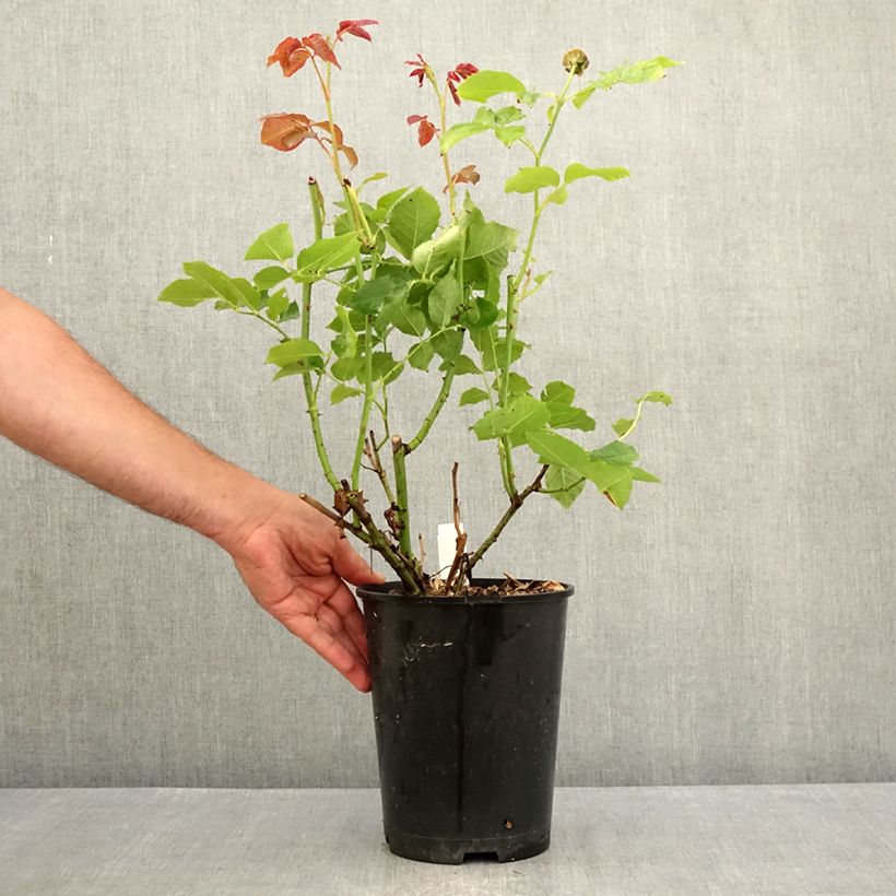 Amostra de Rosier à grandes fleurs Crémet d'Anjou Vaso de 4 L/5 L tal como entregue no verão
