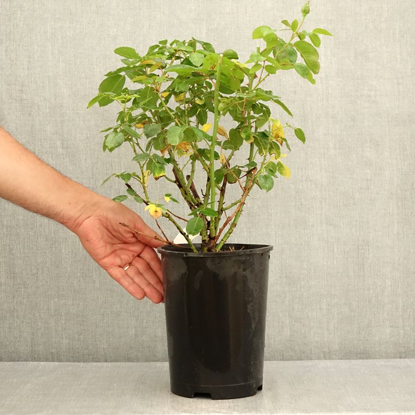 Amostra de Roseira de flor grande Criterion Vaso de 4 L/5 L tal como entregue no verão