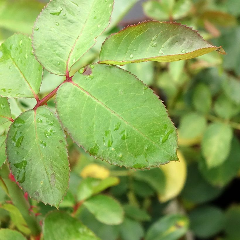 Roseira de flor grande Criterion (Folhagem)