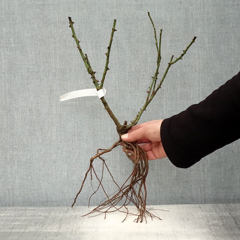 Amostra de Rosier à grandes fleurs Dame de Coeur Raízes nuas tal como entregue no inverno