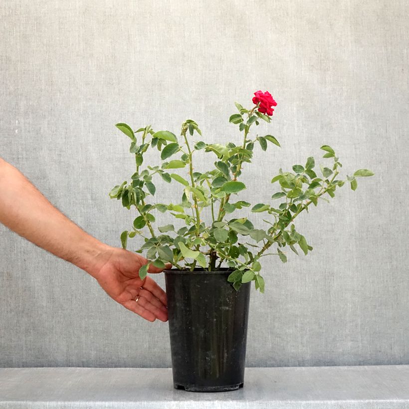 Amostra de Roseira de flor grande Dame de Coeur Vaso de 4 L/5 L tal como entregue no verão