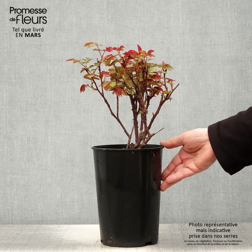 Amostra de Roseira de flor grande Diamond Jubilee Vaso de 4 L/5 L tal como entregue na primavera