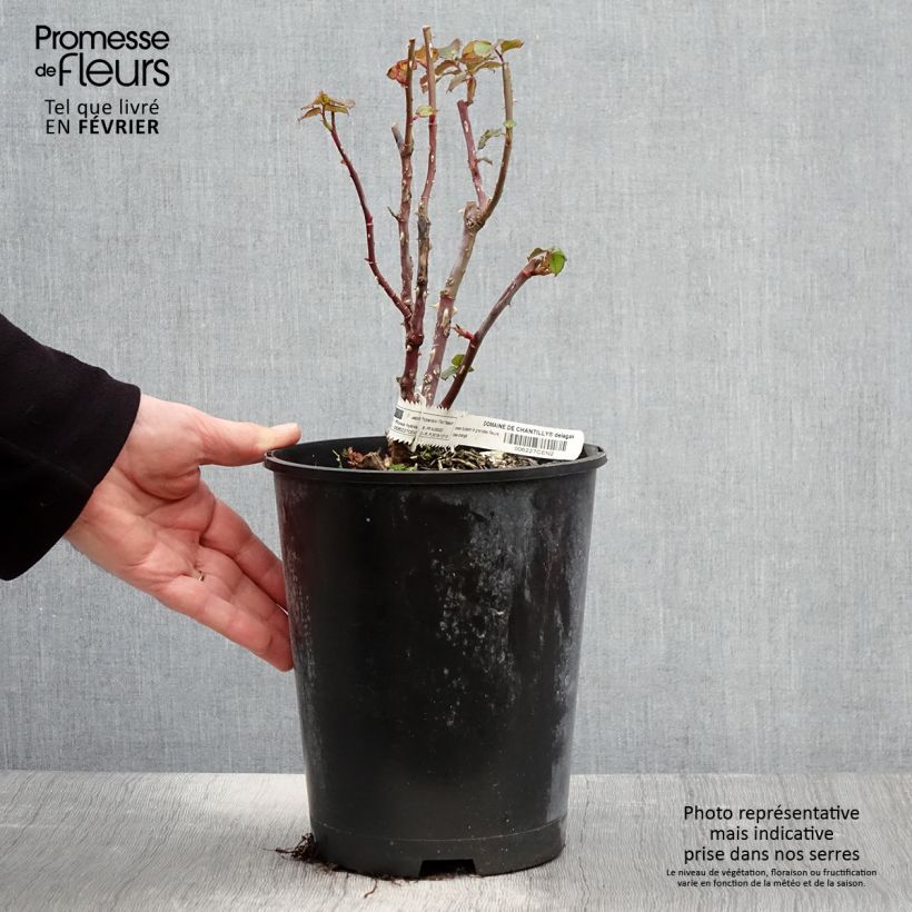 Amostra de Roseira de flor grande Domaine de Chantilly Vaso de 3 L/4 L tal como entregue no inverno