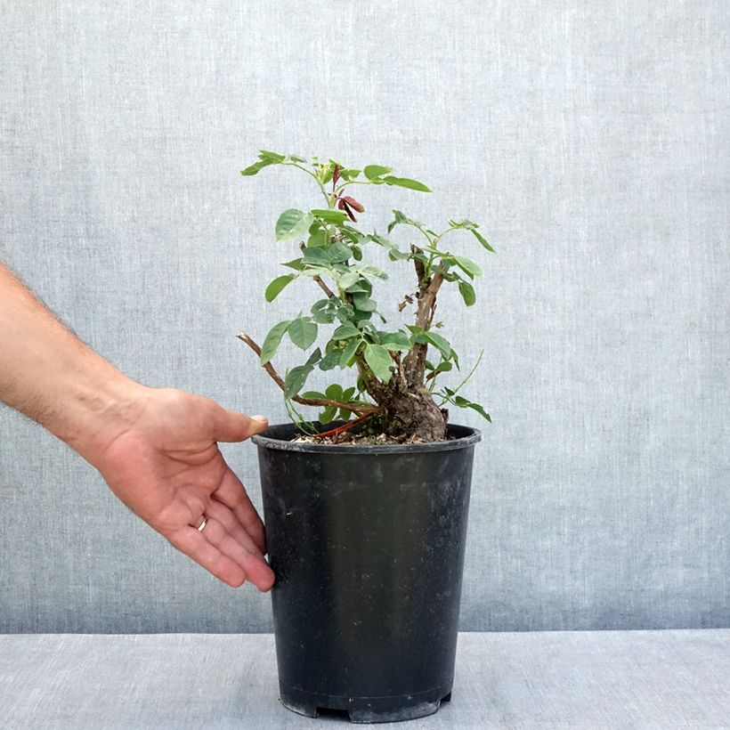 Amostra de Rosier à grandes fleurs Donatella Pot de 4L/5L tal como entregue no verão