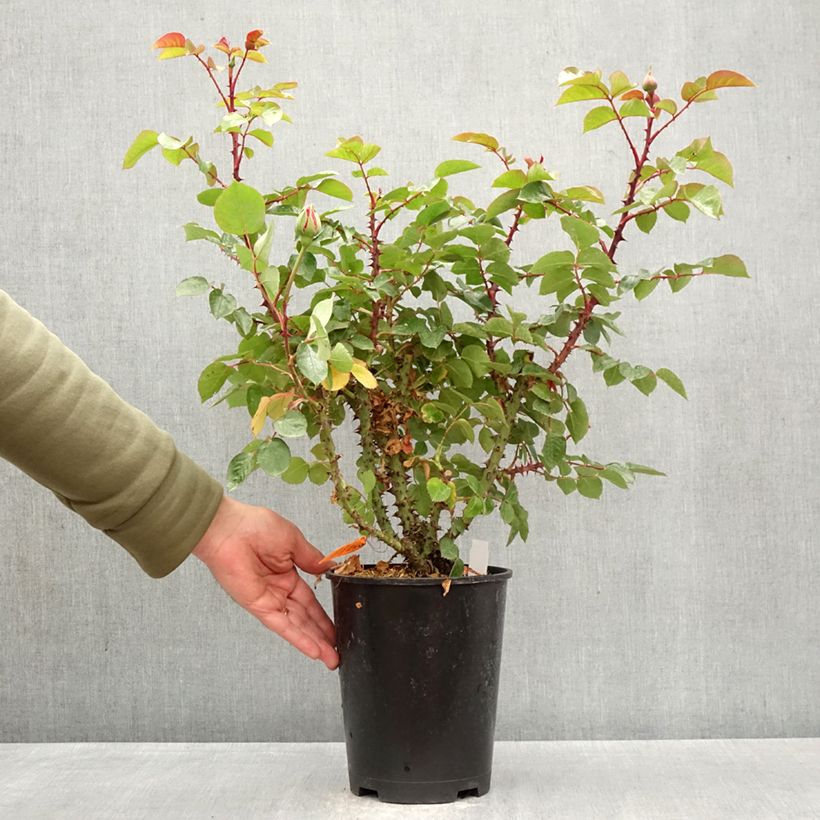 Amostra de Roseira de flor grande Drakkar Vaso de 4 L/5 L tal como entregue na primavera
