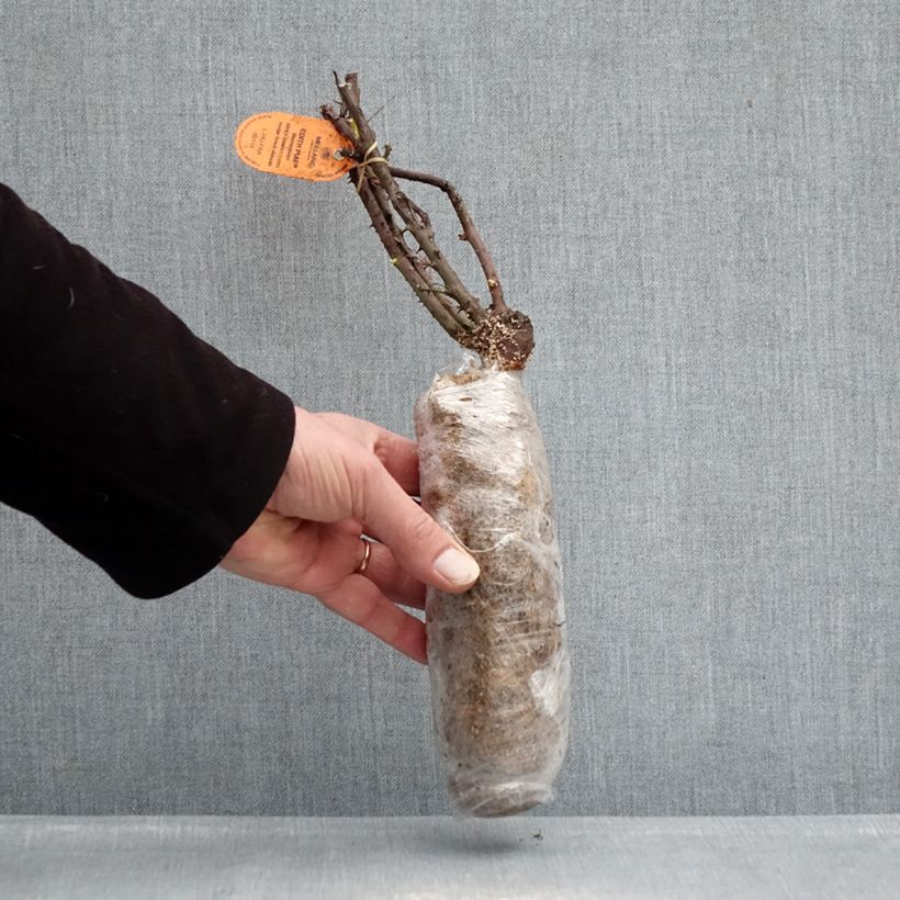 Amostra de Roseira de flor grande Edith Piaf Raízes nuas em torrão tal como entregue no inverno