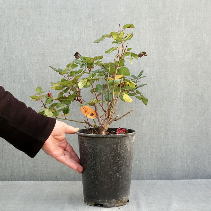 Amostra de Rosier à grandes fleurs Elégance Française Pot de 4L/5L tal como entregue no outono