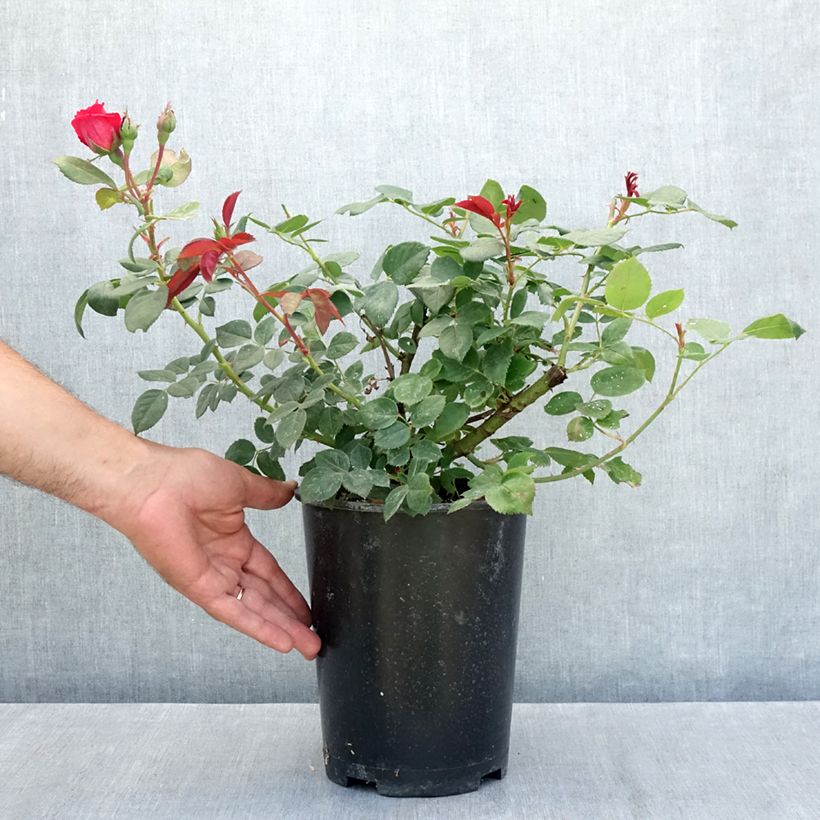Amostra de Rosier à grandes fleurs Elégance Française Pot de 4L/5L tal como entregue no verão