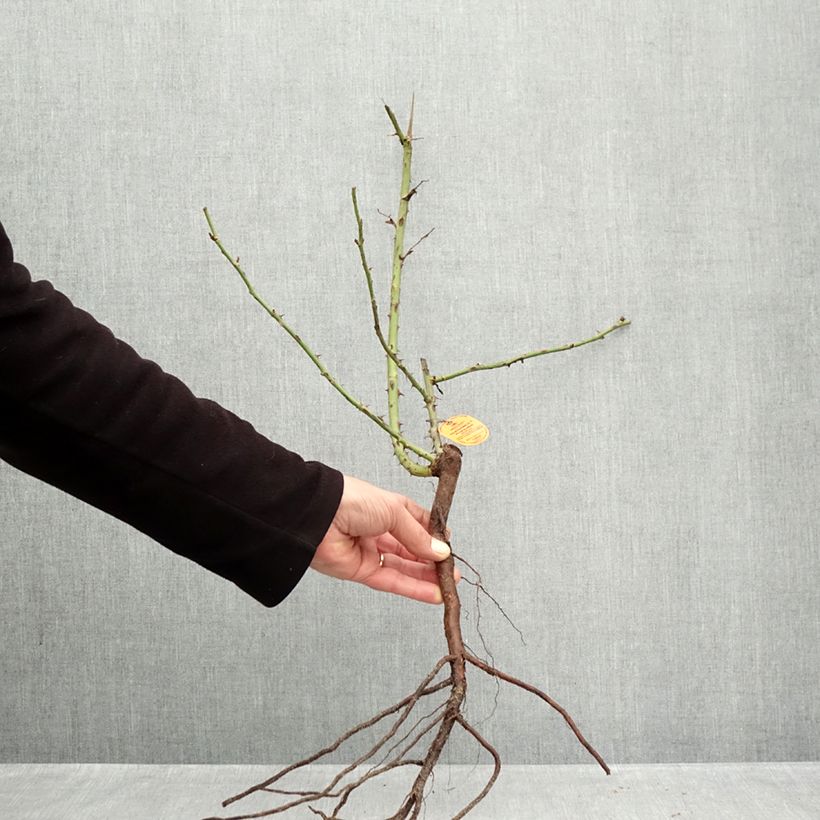 Amostra de Rosier à grandes fleurs Elégance Française Petites Racines nues tal como entregue no inverno