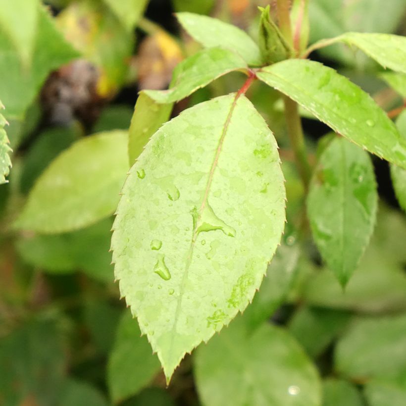 Roseira de flor grande Eleganza Limona (Folhagem)