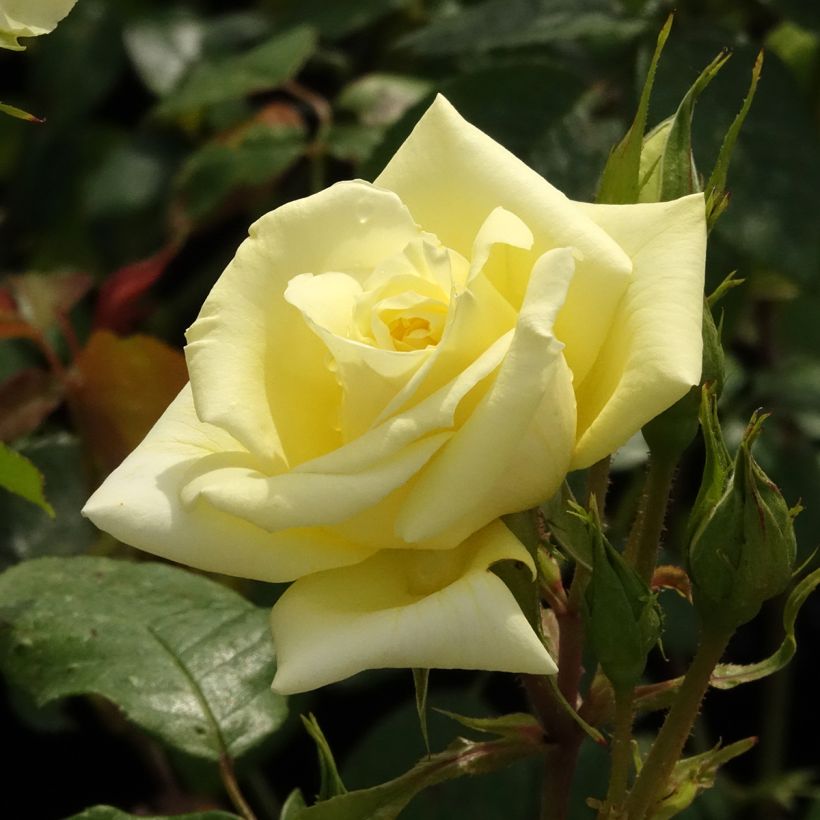 Roseira de flor grande Eleganza Limona (Floração)