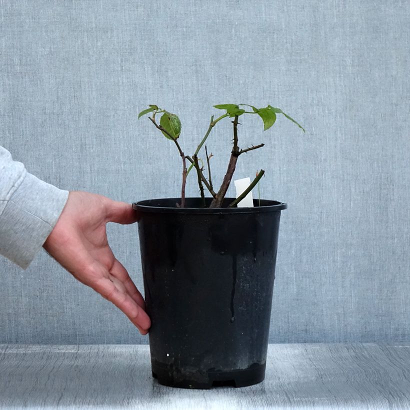 Amostra de Rosier à grandes fleurs Eleganza Limona Pot de 4L/5L tal como entregue no outono