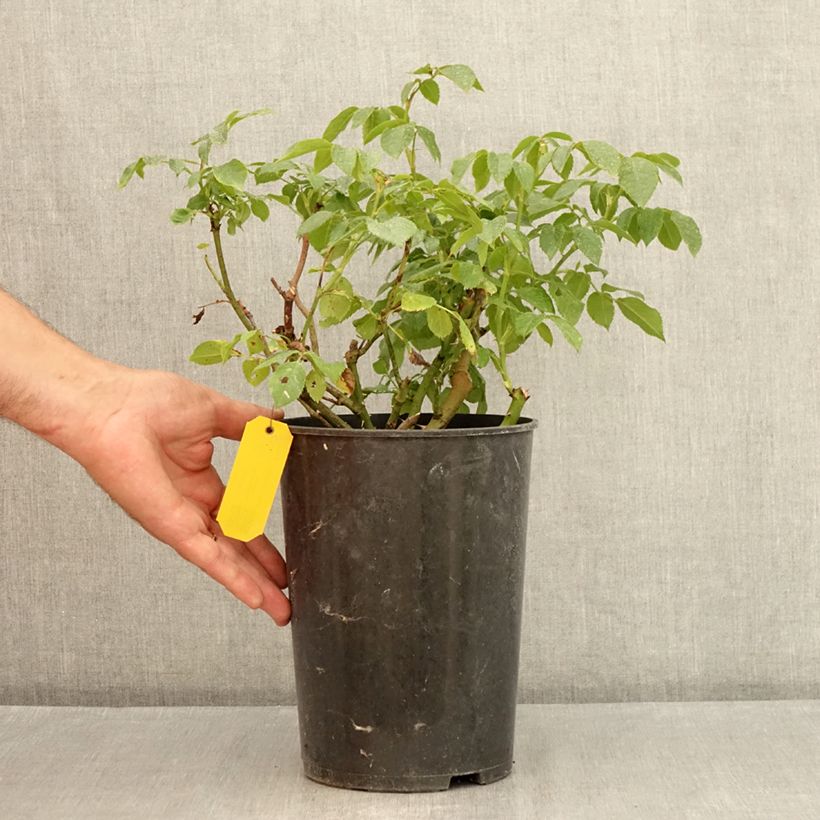 Amostra de Roseira de flor grande Eleganza Limona Vaso de 4 L/5 L tal como entregue no verão
