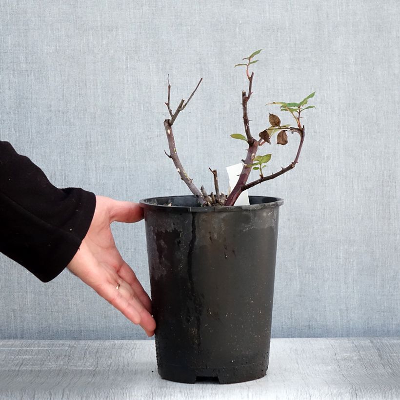 Amostra de Roseira de flor grande Eleganza Limona Vaso de 4 L/5 L tal como entregue no inverno