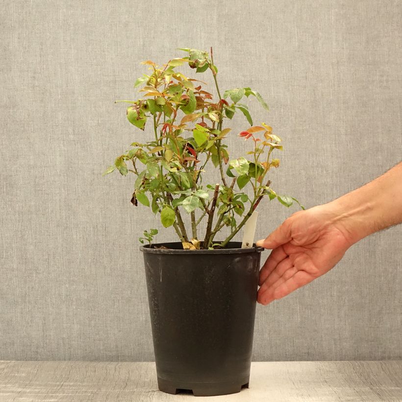Amostra de Roseira de flor grande Eleganza Meine Rose Vaso de 4 L/5 L tal como entregue no verão