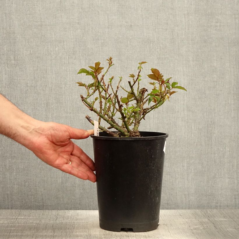 Amostra de Roseira de flor grande Eleganza Meine Rose Vaso de 4 L/5 L tal como entregue na primavera