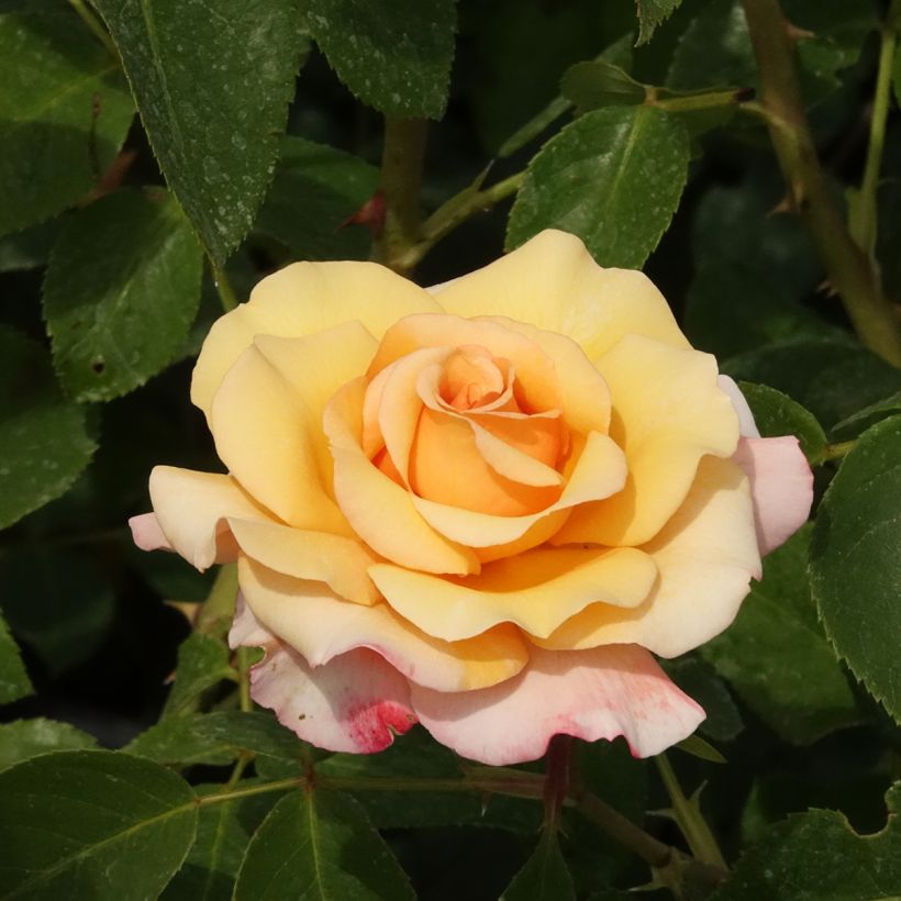Roseira de flor grande Eleganza Antique Oh Happy Day (Floração)