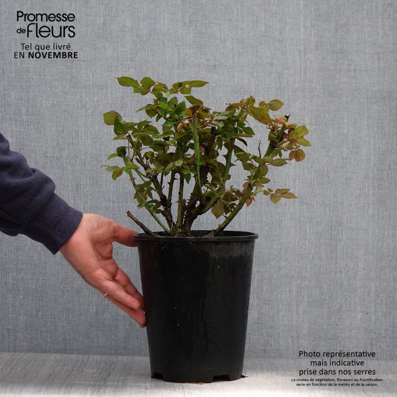 Amostra de Roseira de flor grande Eriko Takeda Vaso de 4 L/5 L tal como entregue no outono