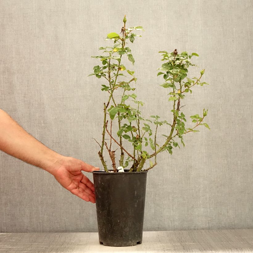Amostra de Roseira de flor grande Espoir d'Anjou Vaso de 4 L/5 L tal como entregue no verão