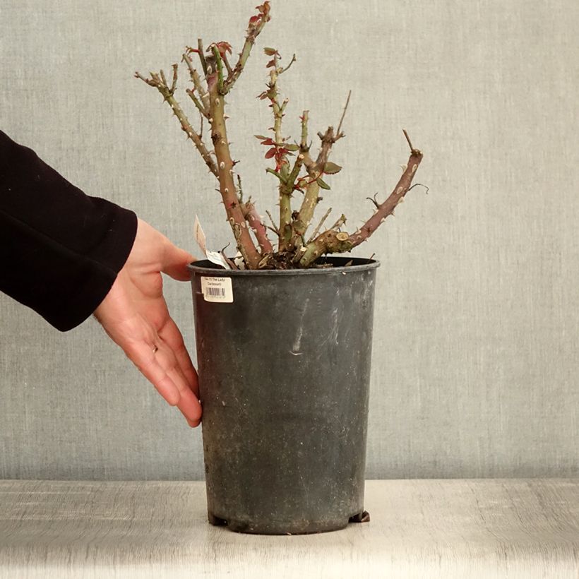 Amostra de Rosier à grandes fleurs Espoir d'Anjou Vaso de 4 L/5 L tal como entregue no inverno