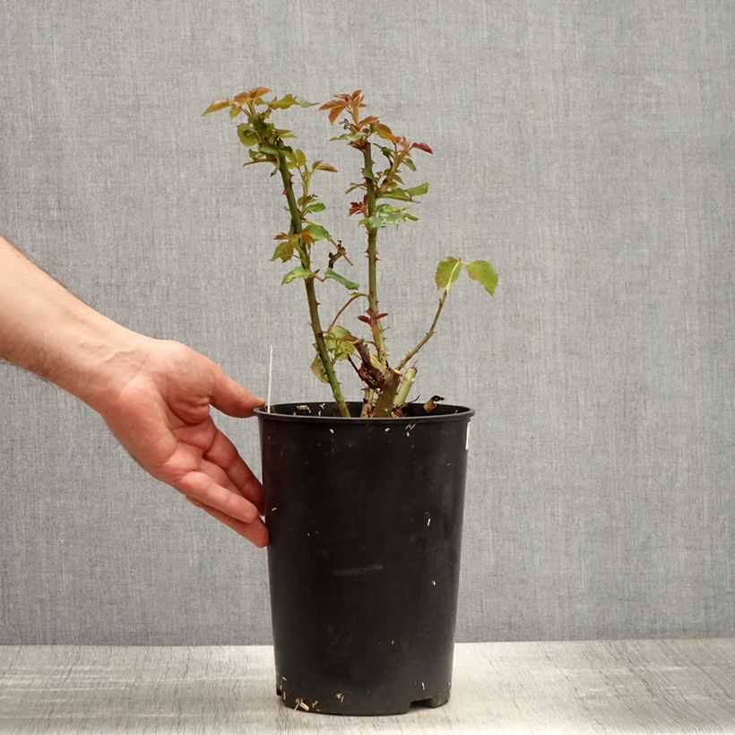 Amostra de Roseira de flor grande Espoir d'Anjou Vaso de 4 L/5 L tal como entregue na primavera