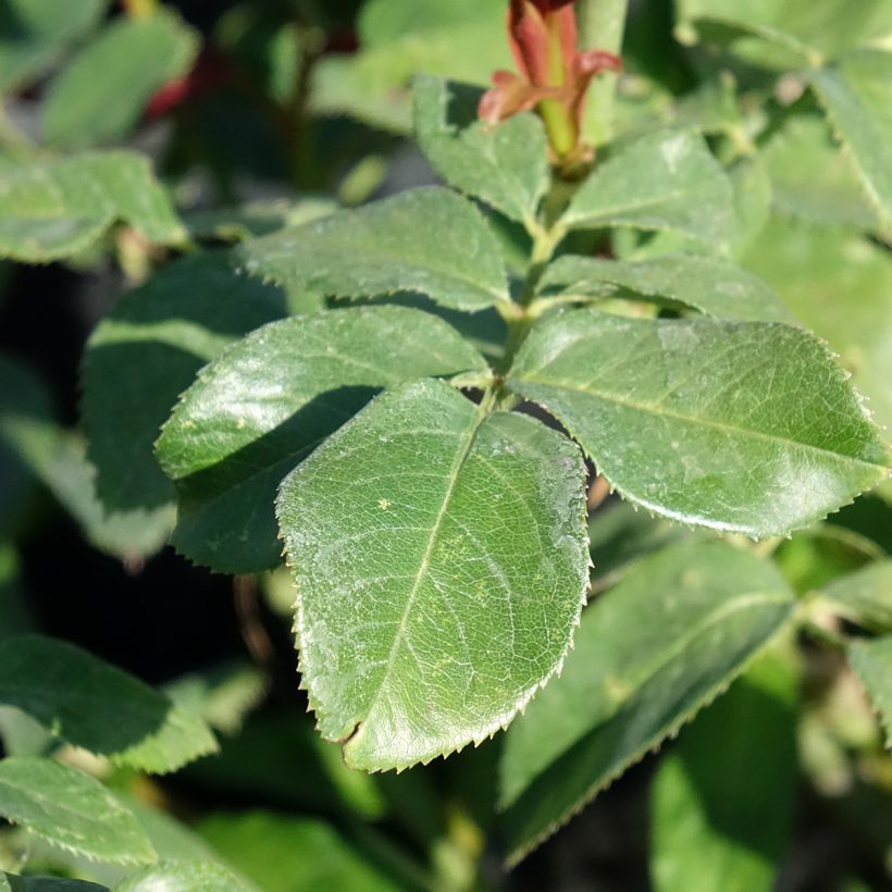 Roseira de flor grande Eureka (Folhagem)