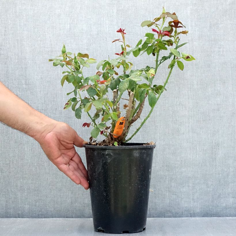 Amostra de Rosier à grandes fleurs Eureka Pot de 4L/5L tal como entregue no verão