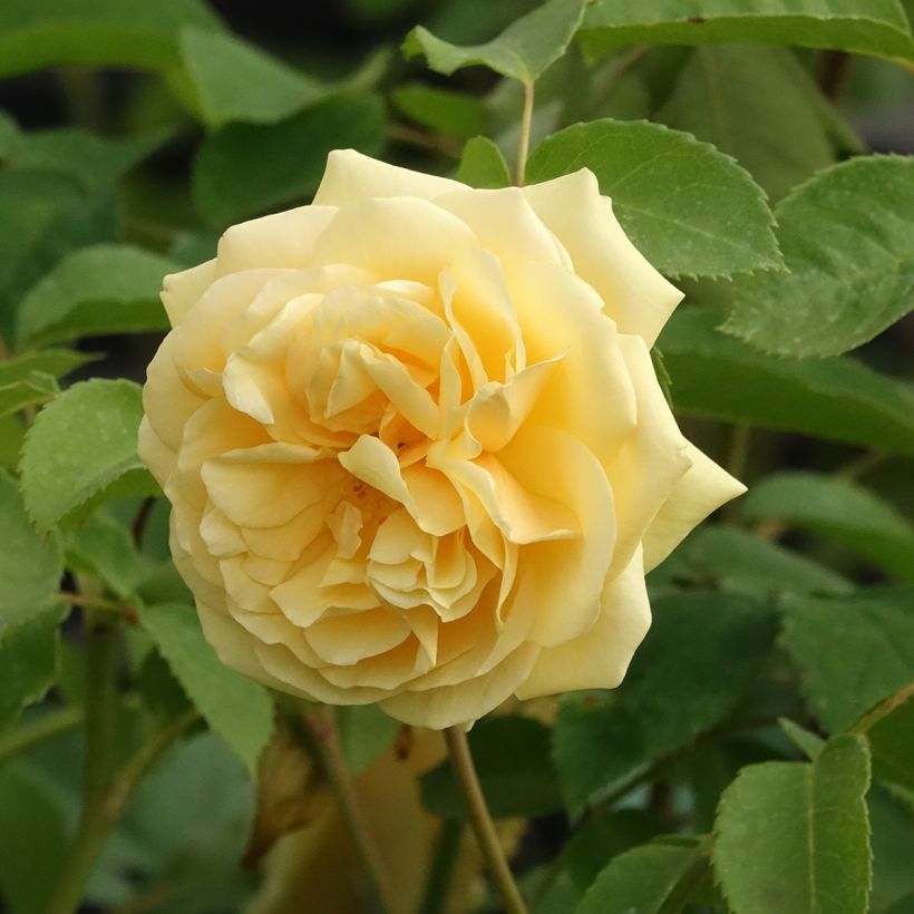 Roseira de flor grande Fragrant Old Yellow (Floração)