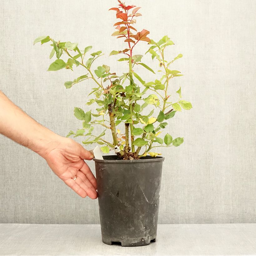 Amostra de Roseira de flor grande Fragonard Vaso de 3 L/4 L tal como entregue no verão