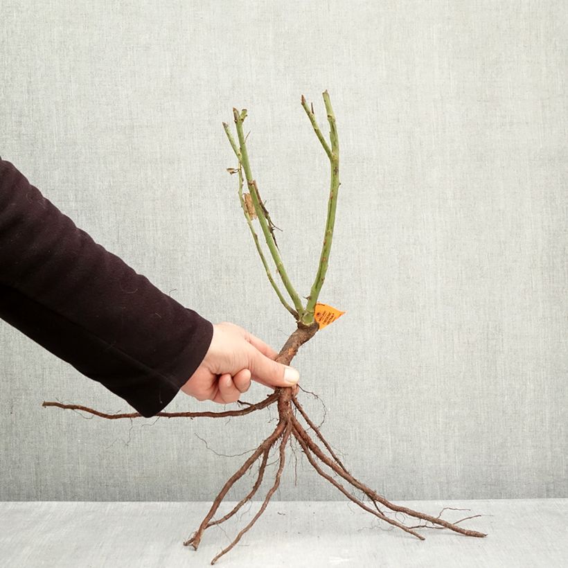 Amostra de Roseira de flor grande Frédéric Mistral Raízes nuas tal como entregue no inverno