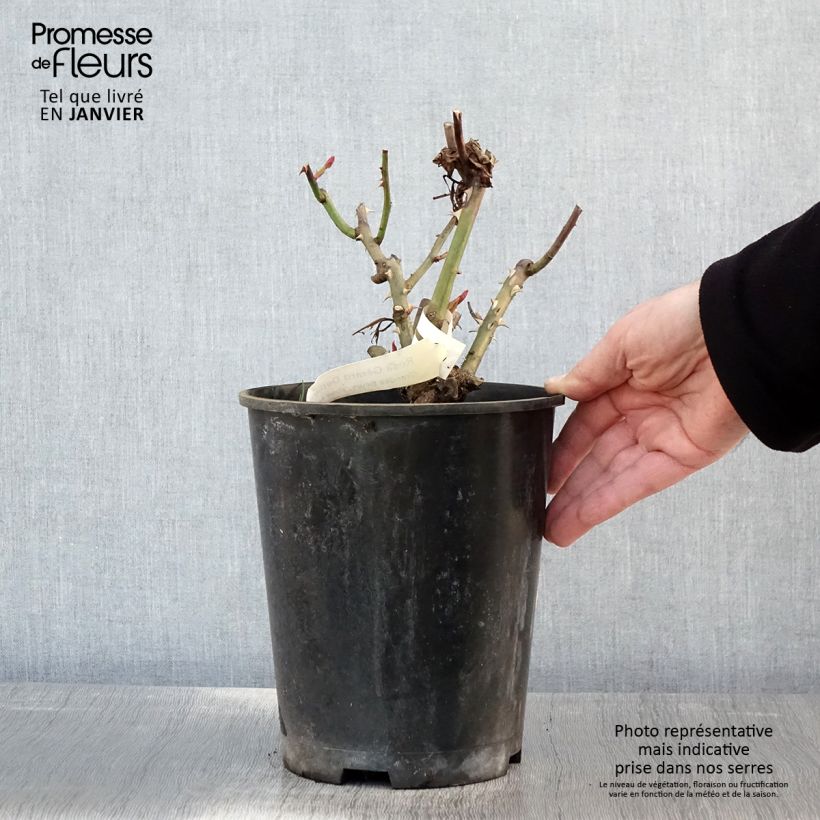Amostra de Rosier à grandes fleurs Gérard Depardieu Pot de 4L/5L tal como entregue no inverno